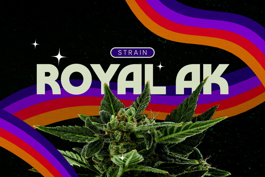 Royal AK strain